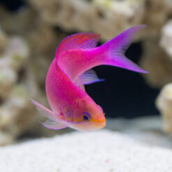 Alternative view of Purple Queen Anthias