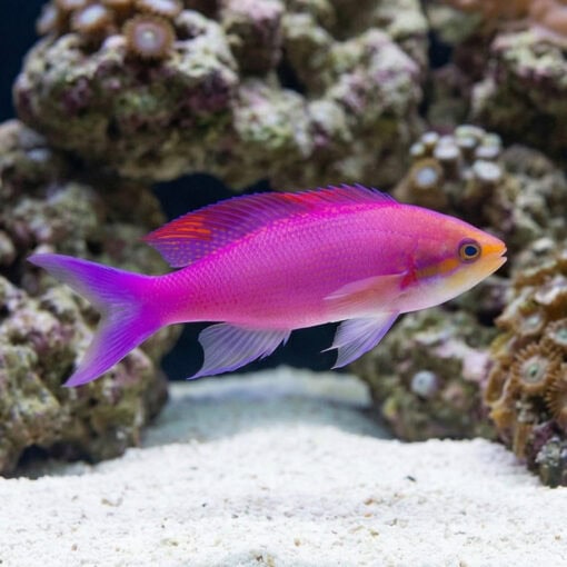 Purple Queen Anthias - Image 3