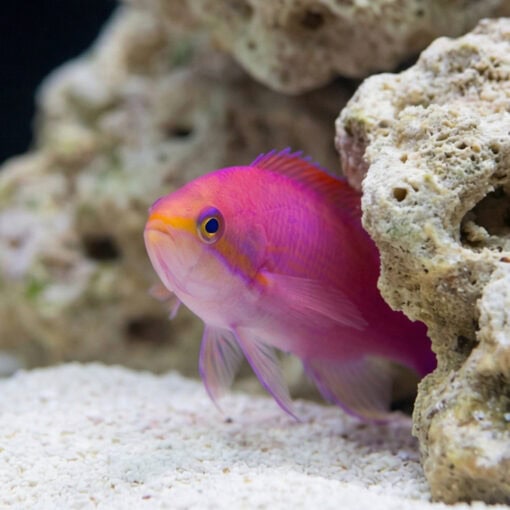 Purple Queen Anthias - Image 4