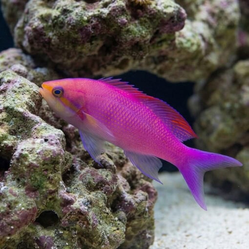 Purple Queen Anthias - Image 5