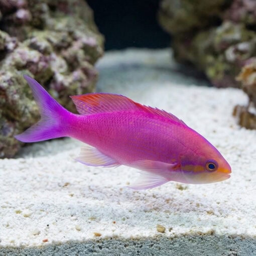 Purple Queen Anthias