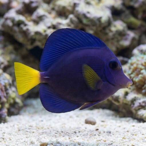 Purple Tang