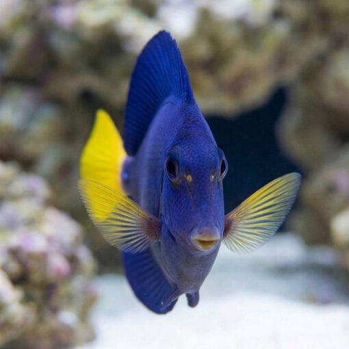 Purple Tang - Image 2