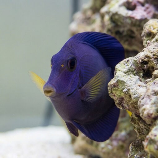 Purple Tang - Image 3