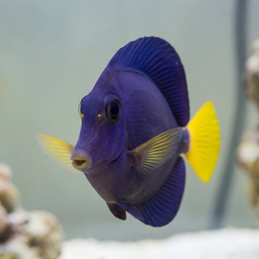 Purple Tang - Image 4