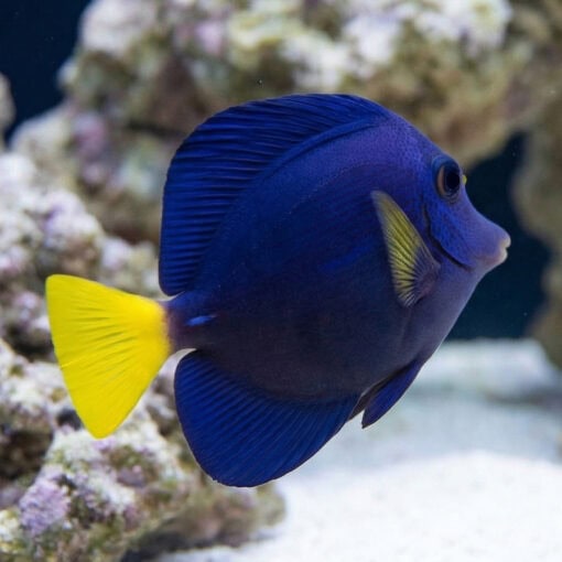 Purple Tang - Image 5