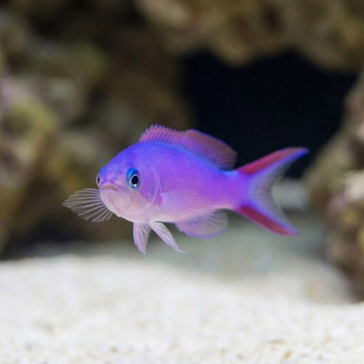 Tilefish Purple - Image 2