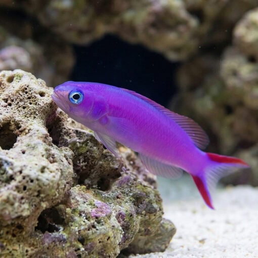 Tilefish Purple - Image 3