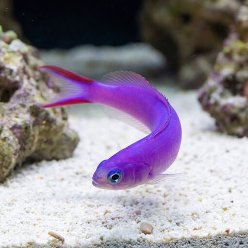 Tilefish Purple - Image 4