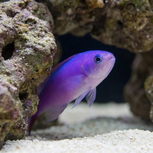Tilefish Purple - Image 5