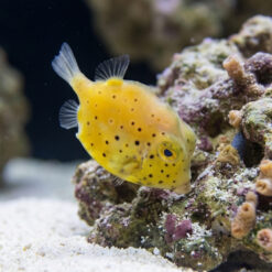 Pygmy Leatherjacket Filefish