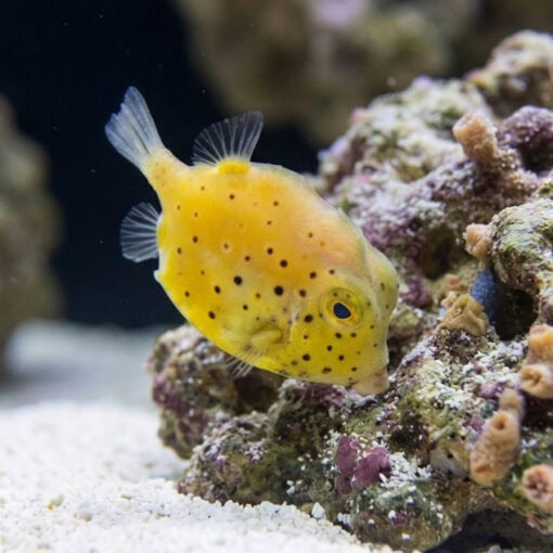 Pygmy Leatherjacket Filefish