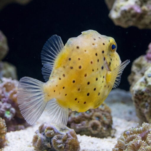 Pygmy Leatherjacket Filefish - Image 2