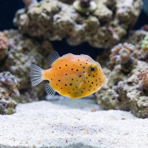 Pygmy Leatherjacket Filefish - Image 3