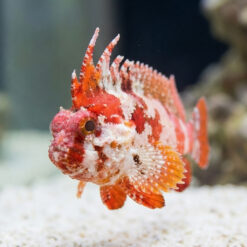 Alternative view of Pygmy Red Rooster Waspfish