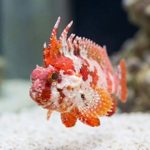 Pygmy Red Rooster Waspfish - Image 2