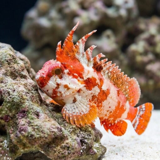 Pygmy Red Rooster Waspfish - Image 3