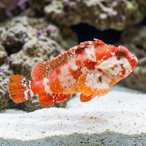 Pygmy Red Rooster Waspfish - Image 4