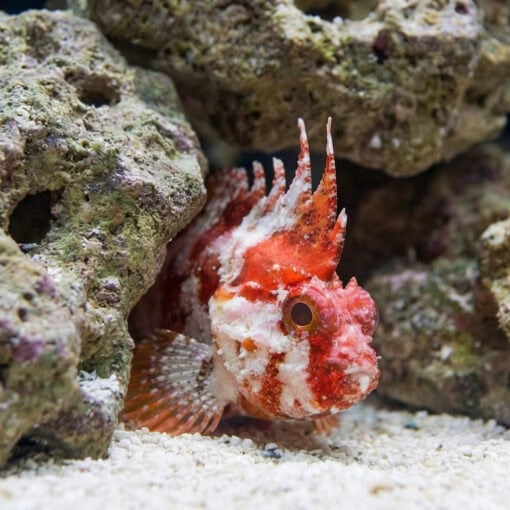 Pygmy Red Rooster Waspfish - Image 5