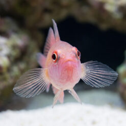 Alternative view of Ring Eye Pygmy Goby