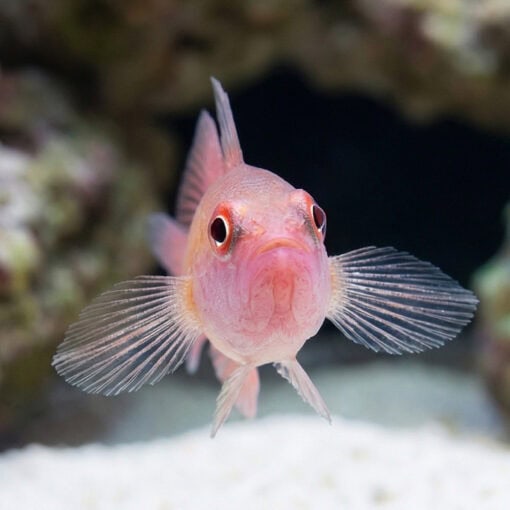 Ring Eye Pygmy Goby - Image 2