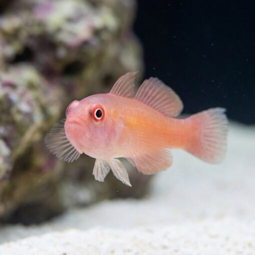 Ring Eye Pygmy Goby - Image 3