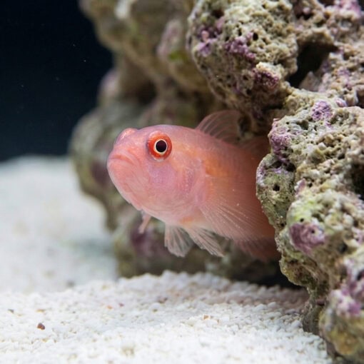 Ring Eye Pygmy Goby - Image 4