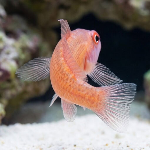 Ring Eye Pygmy Goby - Image 5