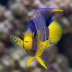 Queen Angelfish (Holacanthus ciliaris) juvenile facing forward showing vivid blue rings, yellow fins, and dark body near coral reef