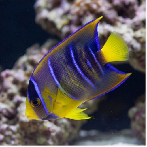 Queen Angelfish (Holacanthus ciliaris) juvenile swimming near coral reef showing vivid blue purple body yellow fins and edges