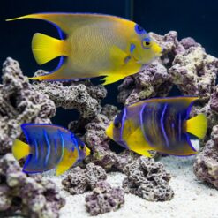 Queen Angelfish (Holacanthus ciliaris) adult and juveniles showing color transition stages swimming among coral rock in aquarium