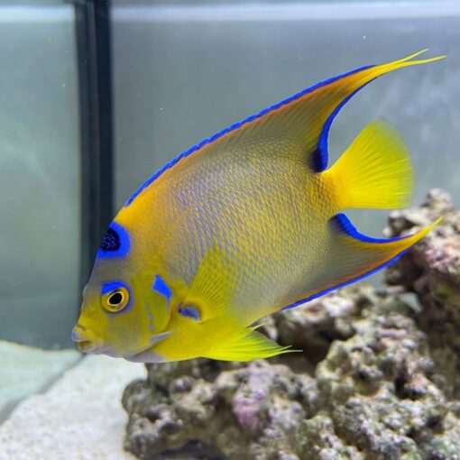 Queen Angelfish (Holacanthus ciliaris) juvenile swimming laterally in aquarium showing vivid yellow and blue coloring with ocellus spot