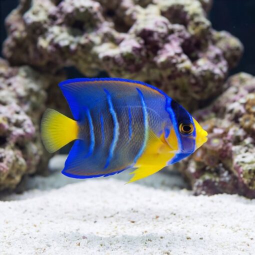 Queen Angelfish (Holacanthus ciliaris) juvenile swimming near white sand with vivid blue and yellow coloring and coral rock background