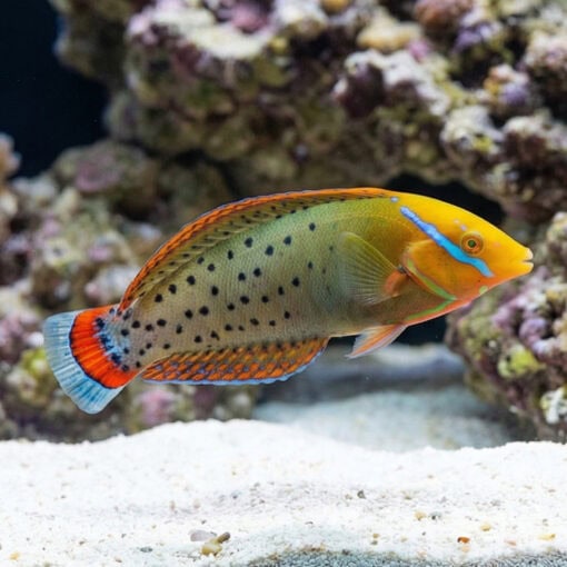 Formosa Wrasse - Image 4