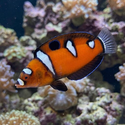 Formosa Wrasse - Image 3