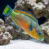 Quoys Parrotfish