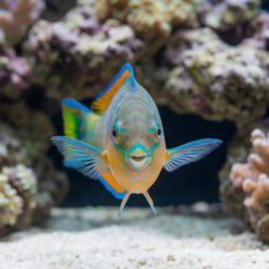 Alternative view of Quoys Parrotfish