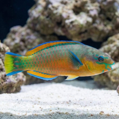 Quoys Parrotfish - Image 3