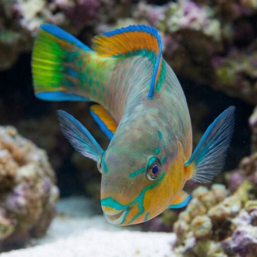 Quoys Parrotfish - Image 4