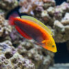Radiant Wrasse