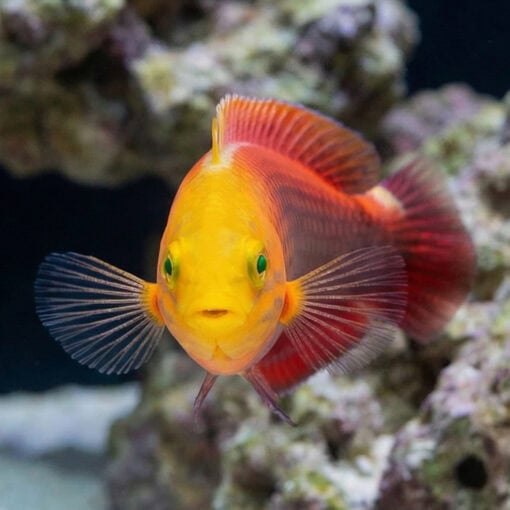 Radiant Wrasse - Image 2