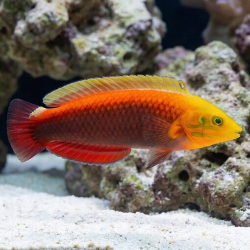 Radiant Wrasse - Image 3