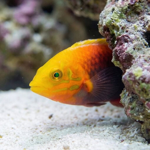 Radiant Wrasse - Image 4