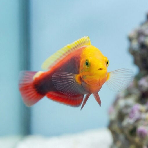 Radiant Wrasse - Image 5