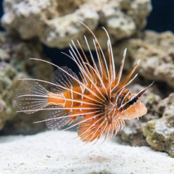 Radiata Lionfish