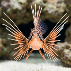 Alternative view of Radiata Lionfish