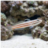 Railway Sleeper Goby