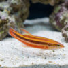 Rainbow Basslet
