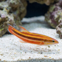 Rainbow Basslet