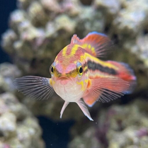 Rainbow Basslet - Image 2